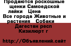 Продаются роскошные щенки Самоедской лайки › Цена ­ 40 000 - Все города Животные и растения » Собаки   . Дагестан респ.,Кизилюрт г.